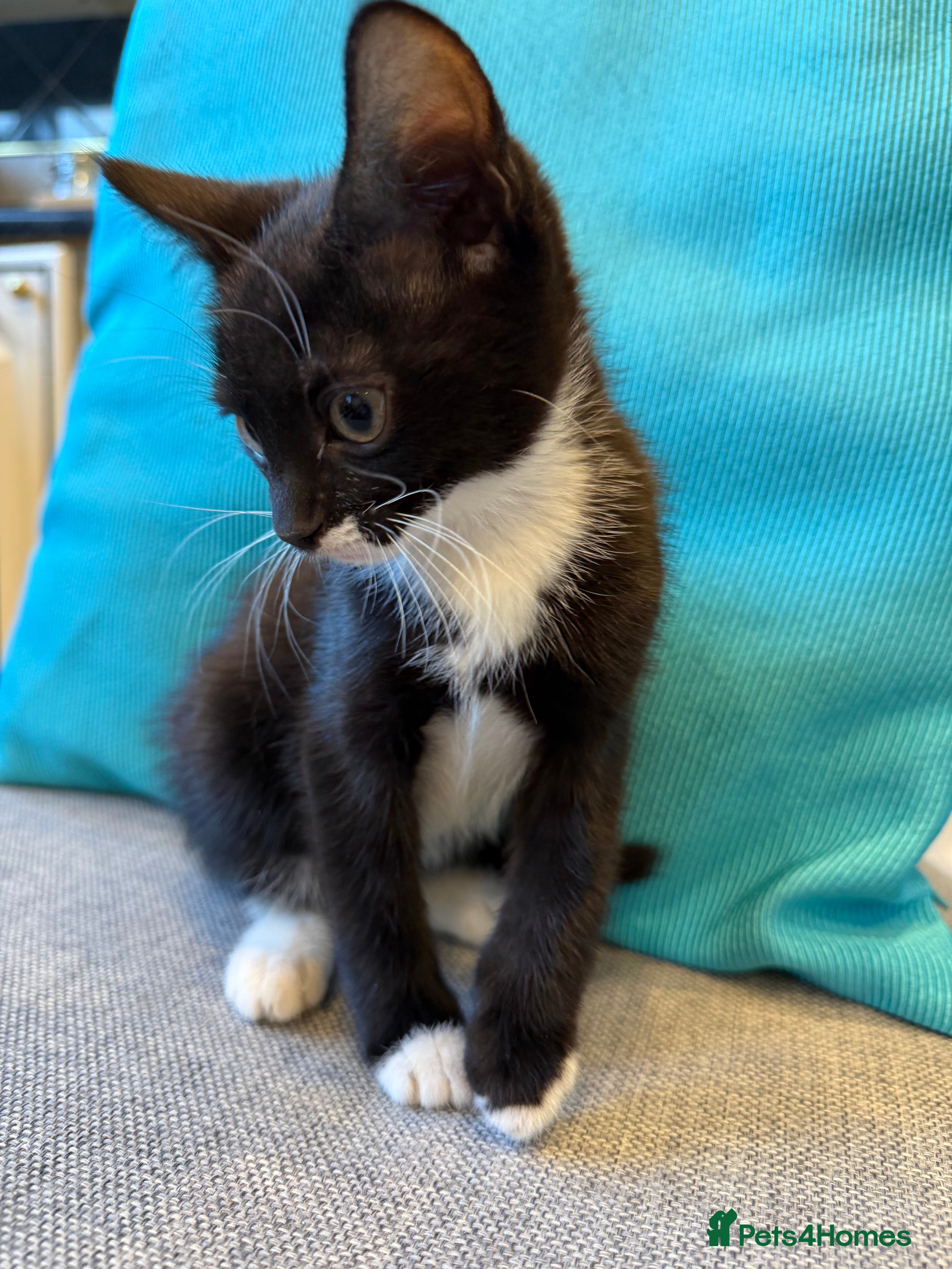 Mixed Breed cats Playful kittens 🐱 🩷 - Advert 18