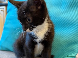 Mixed Breed cats Playful kittens 🐱 🩷 - Advert 9