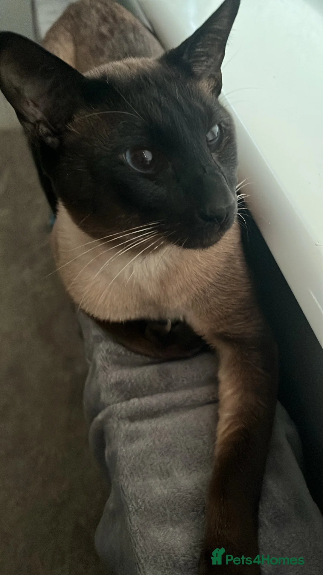 Siamese cats for sale: 2 year old Siamese  - Advert 11