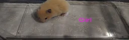 Hamster rodents for sale: Baby syrians - Advert 10