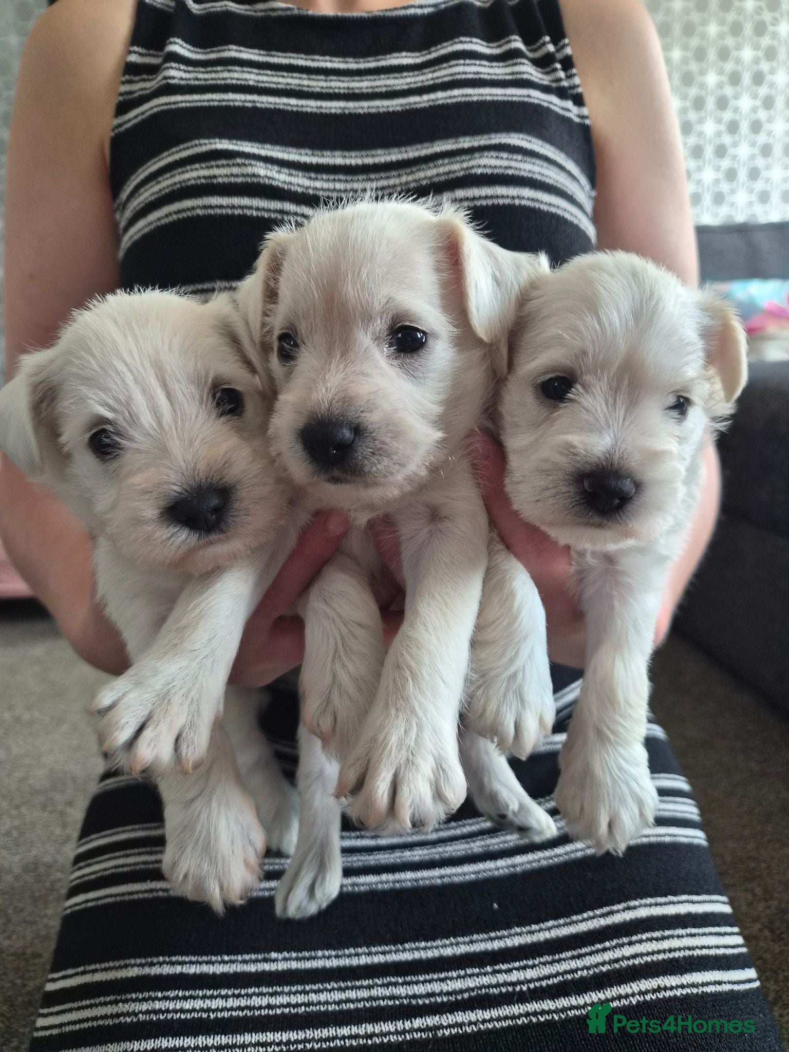 Miniature Schnauzer dogs 🐾 COCO'S BEAUTIFUL THIRD & FINAL LITTER 🐾 - Advert 2