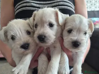 Miniature Schnauzer dogs 🐾 COCO'S BEAUTIFUL THIRD & FINAL LITTER 🐾 - Advert 2