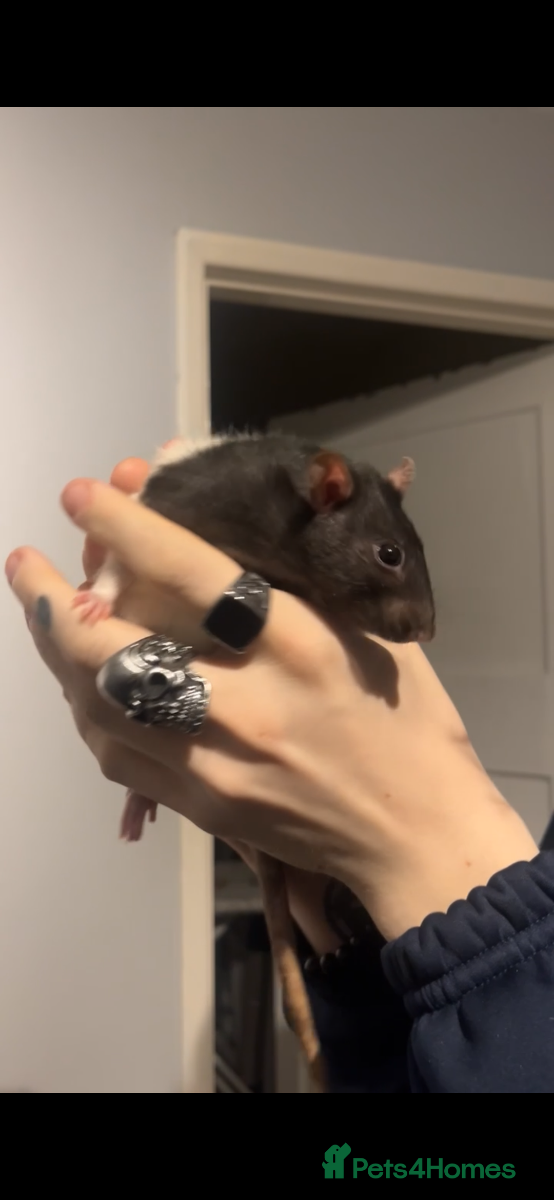 Rat rodents for sale: Zombie - Advert 2