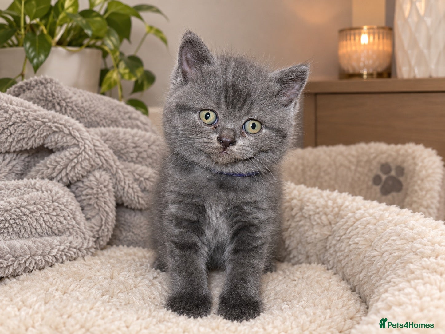 British Shorthair cats GCCF Registered British Shorthair Kittens✨ - Advert 10