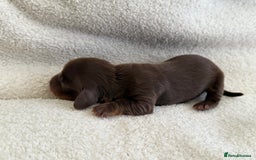 Miniature Dachshund dogs for sale: Miniature Smooth-Coat Dachshund  - Image 5