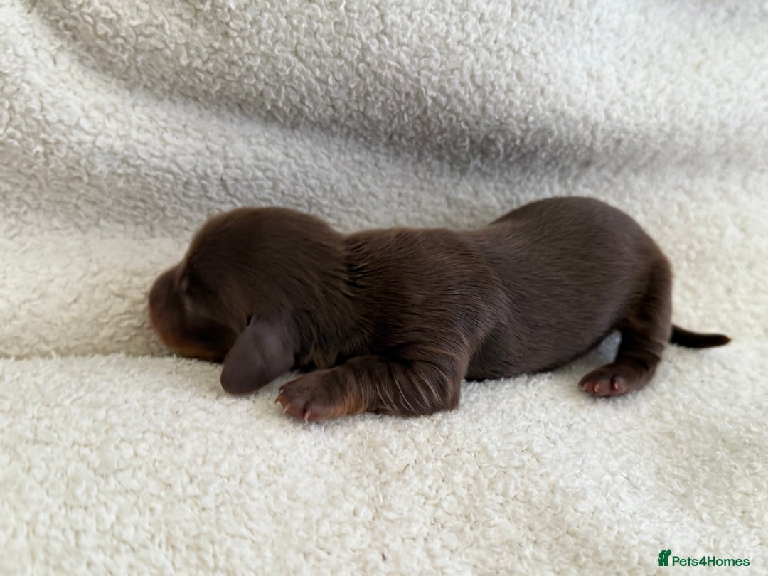 Miniature Dachshund dogs for sale: Miniature Smooth-Coat Dachshund  - Image 5