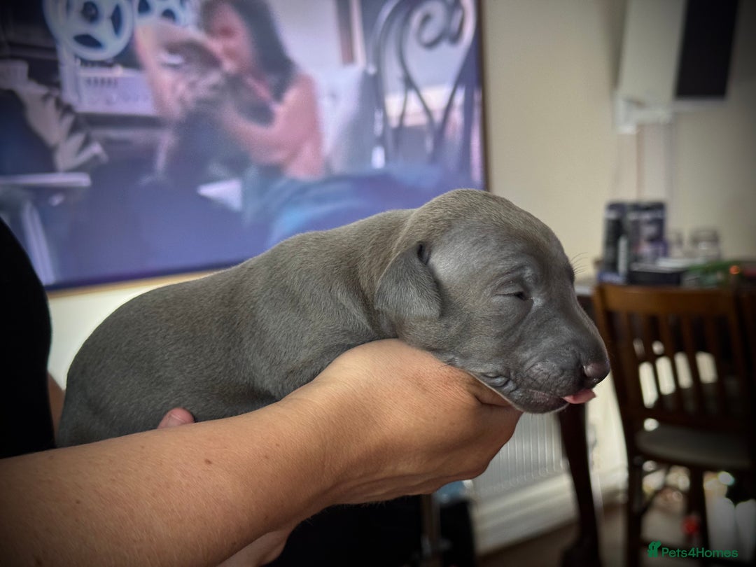 Italian Greyhound dogs for sale: KC Reg Italian Greyhound puppies - Only 1 boy left - Image 6