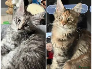 Maine Coon cats for sale: Last two girls.Reduced price.MC kittens - Advert 1