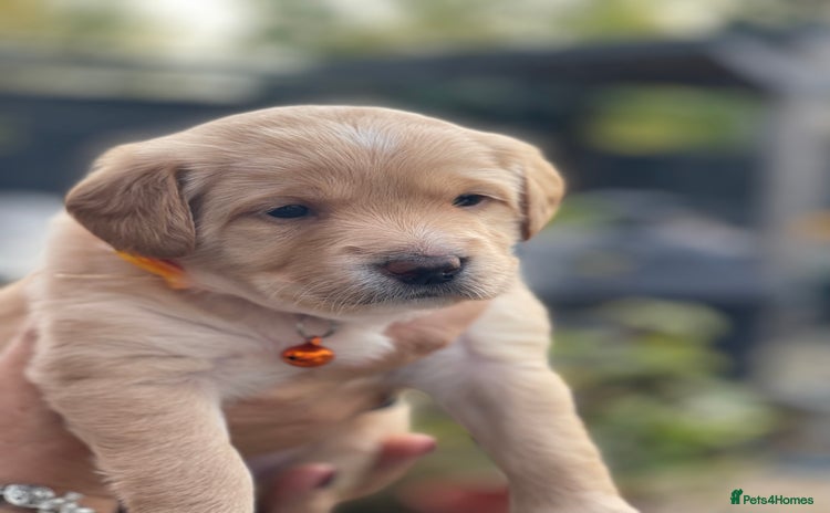 Australian Labradoodle dogs - Advert 3