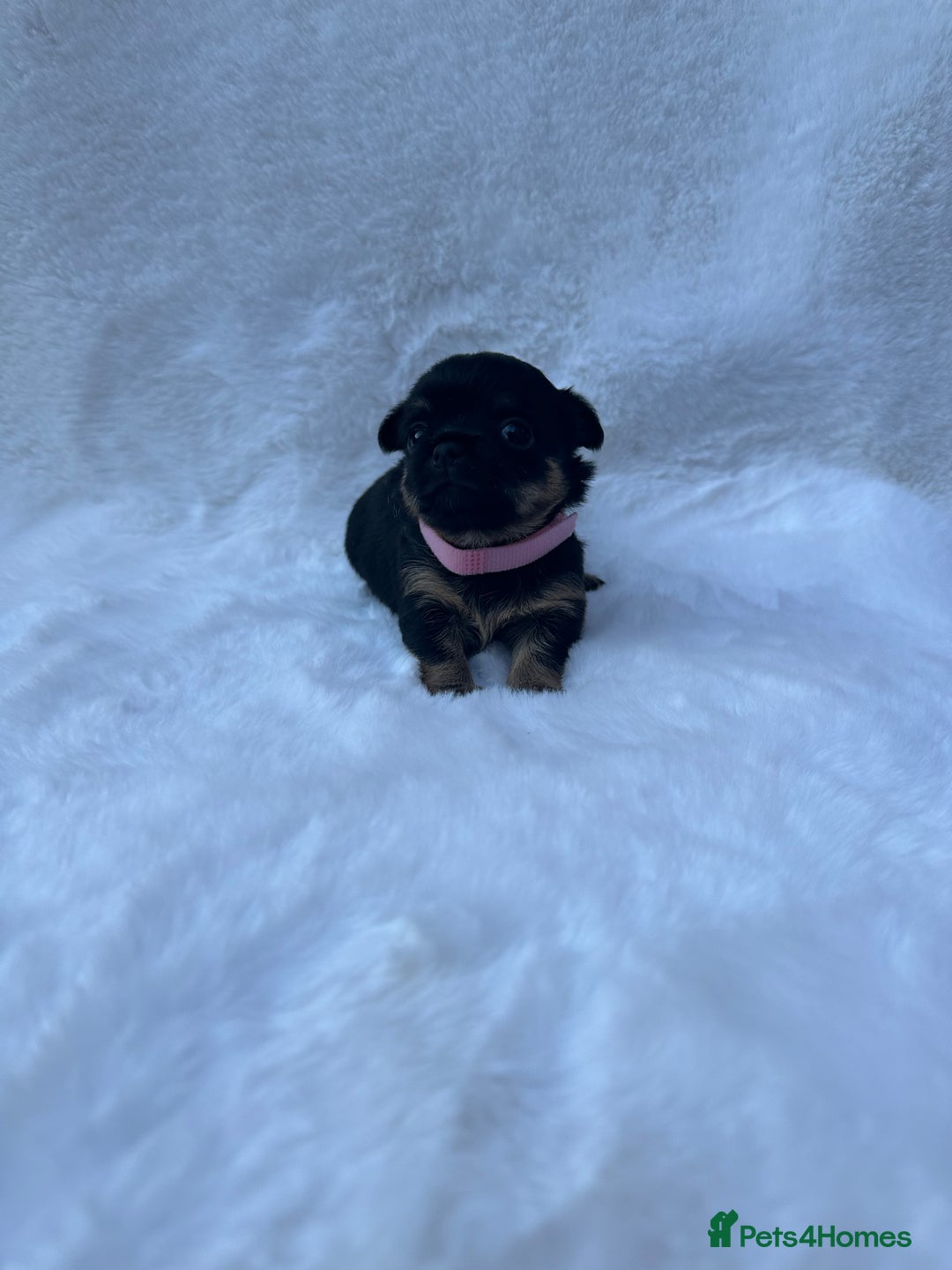 Mixed Breed dogs for sale: Chihuahua × Jack Russell Puppies – KC Reg Dad” - Image 2