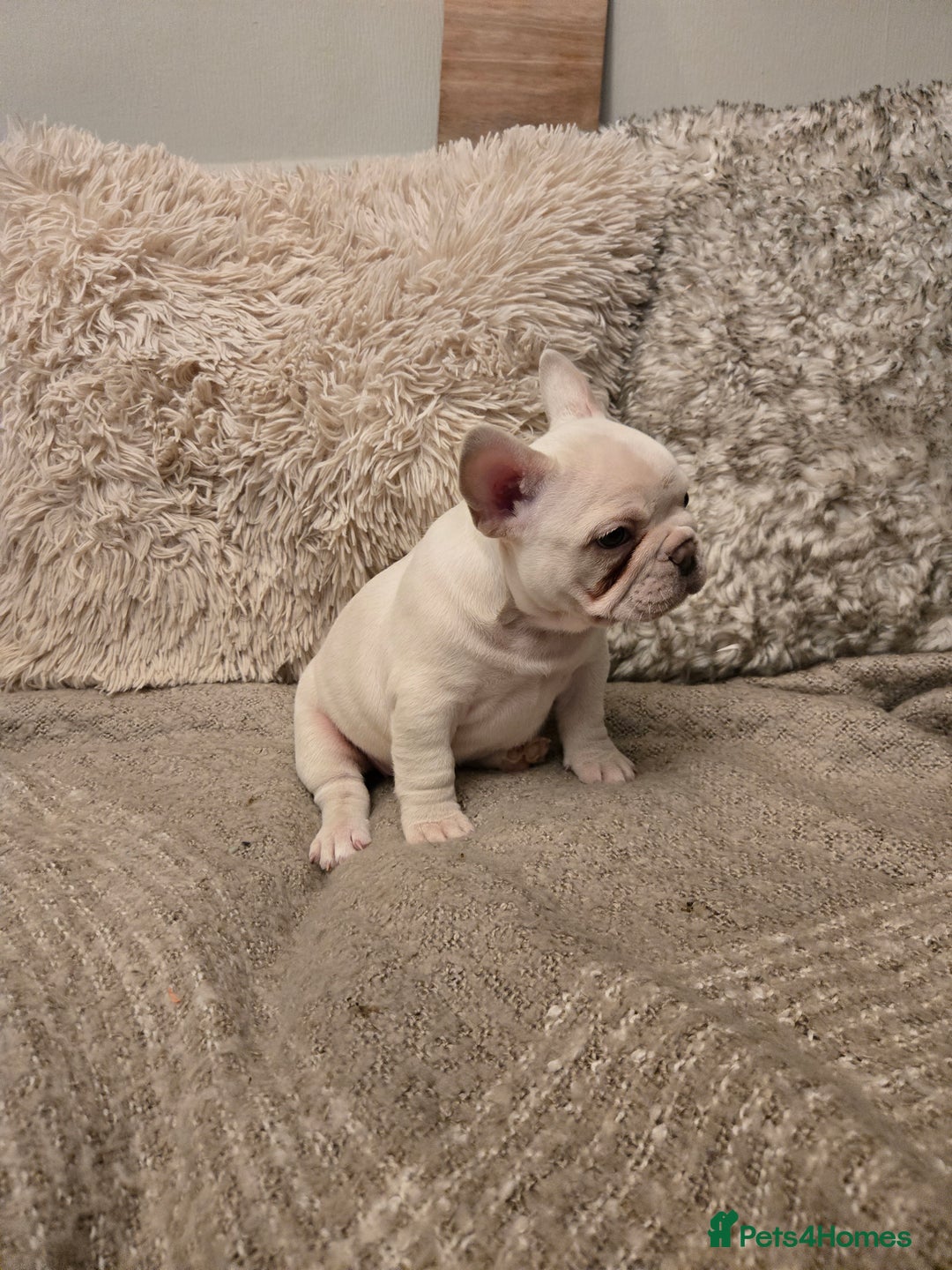 French Bulldog dogs for sale: Beautiful French Bulldog Puppies for sale - Advert 11