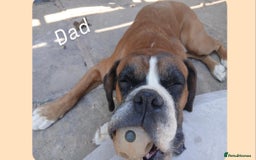 Boxer dogs for sale: Boxer puppies - Image 11