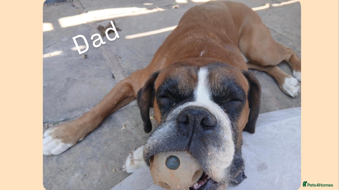 Boxer dogs for sale: Boxer puppies - Image 11