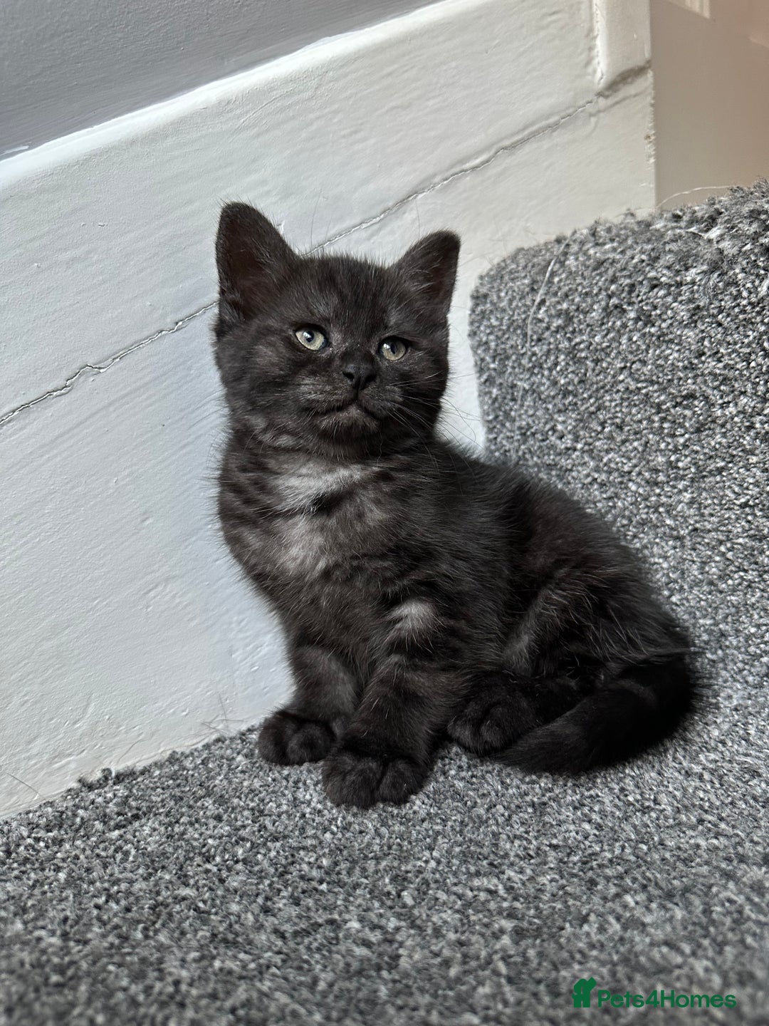 Mixed Breed cats for sale: ✨Meet Our Beautiful Bengal Mix Girls!✨ - Advert 8