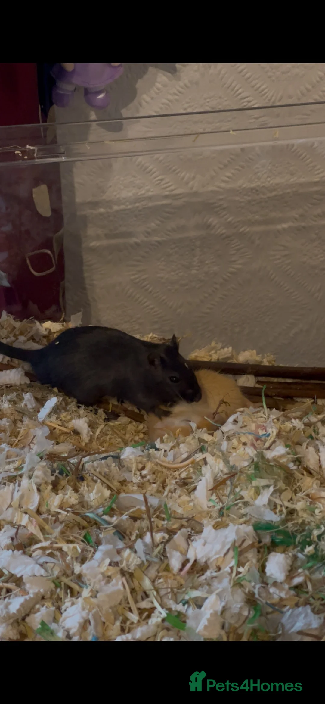 Gerbil rodents for sale: 2 Gerbils, Nimbo and Alex - Advert 4
