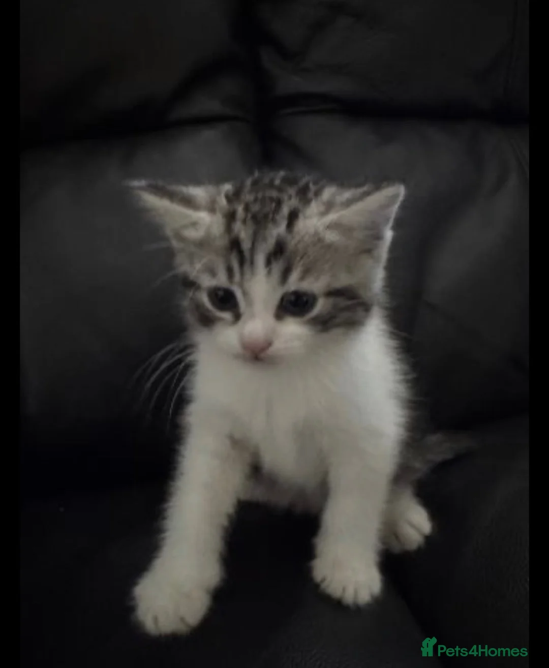 British Shorthair cats for sale: Silver BSH Kittens in London - Advert 6