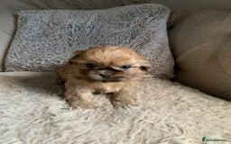 Shih Tzu dogs for sale: 2 female Shih Tzu puppies  - Image 2