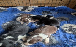 Border Collie dogs for sale: Border collie puppies, merl/black white - Image 5