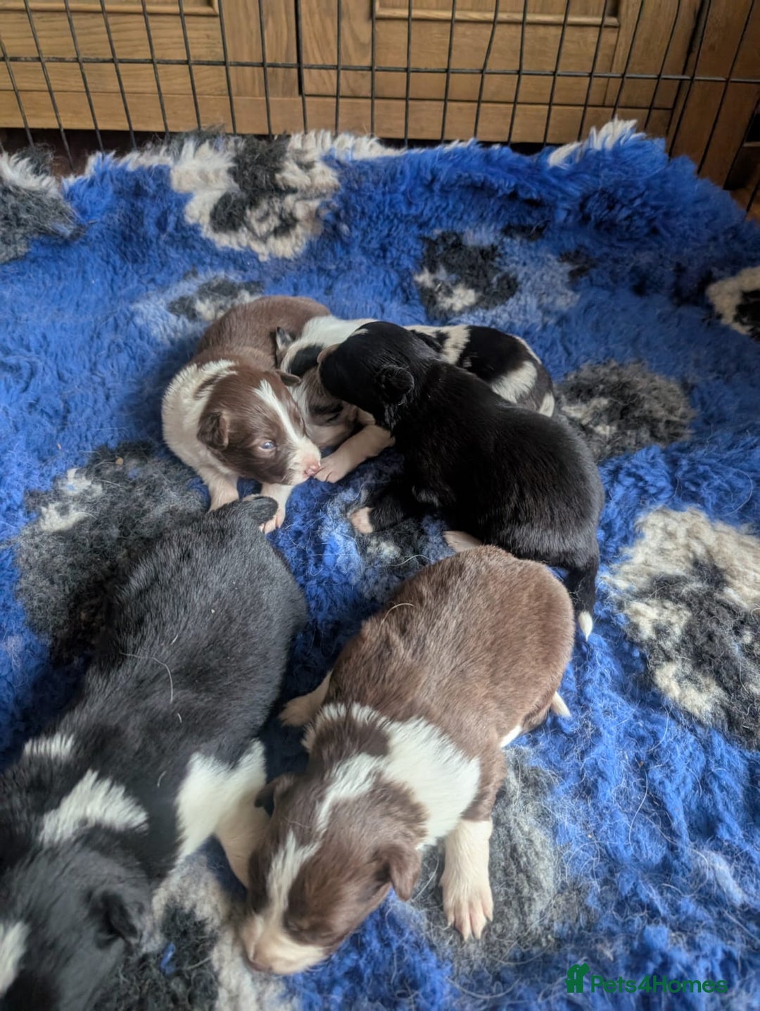 Border Collie dogs for sale: Border collie puppies, merl/black white - Image 5