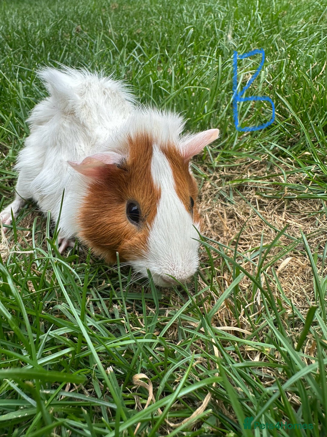Guinea Pig rodents for sale: Male and Female Guinea Pigs For Sale  - Image 14