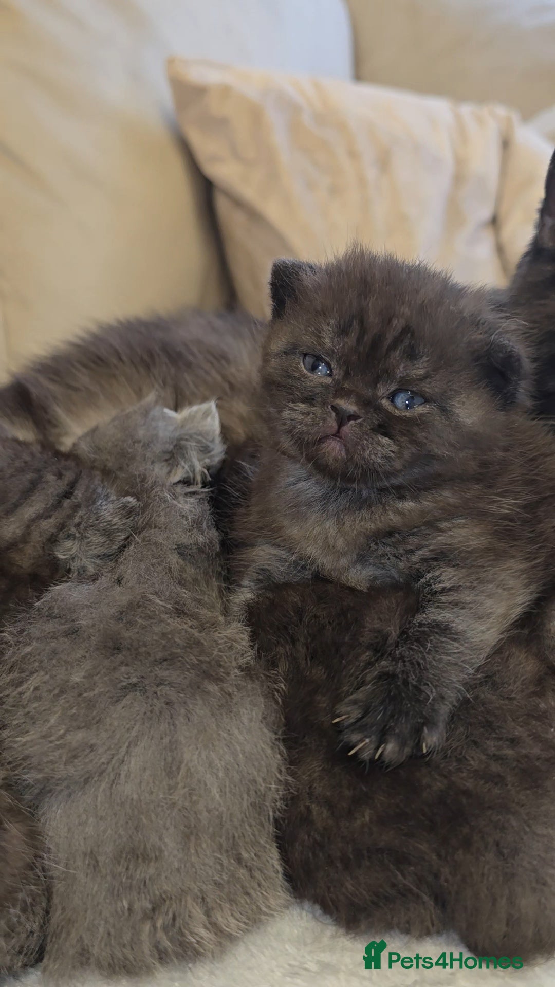 British Shorthair cats for sale: Black smoke british shorthair and 1 blue longhair - Advert 4