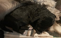 Bedlington Terrier dogs for sale: KC Registered Bedlington Terrier Pups - Image 10