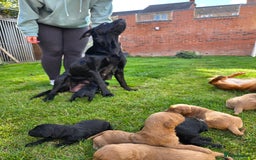 Labradoodle dogs for sale: F1 Labradoodles.  - Image 12