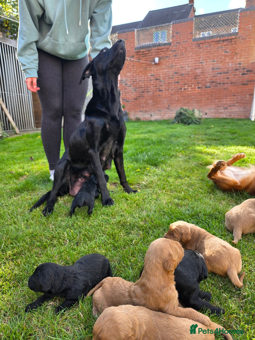 Labradoodle dogs for sale: F1 Labradoodles.  - Image 12