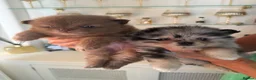 Pomeranian dogs for sale: Beautiful Pomeranian Puppies - Advert 9