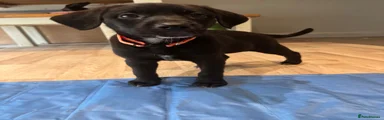 Orange collar- Black and white girl