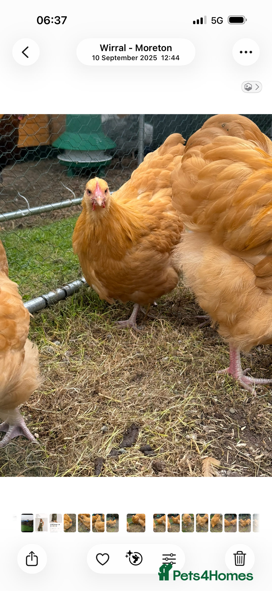 Chickens poultry for sale: Trio of show quality buff Orpington’s  - Advert 3