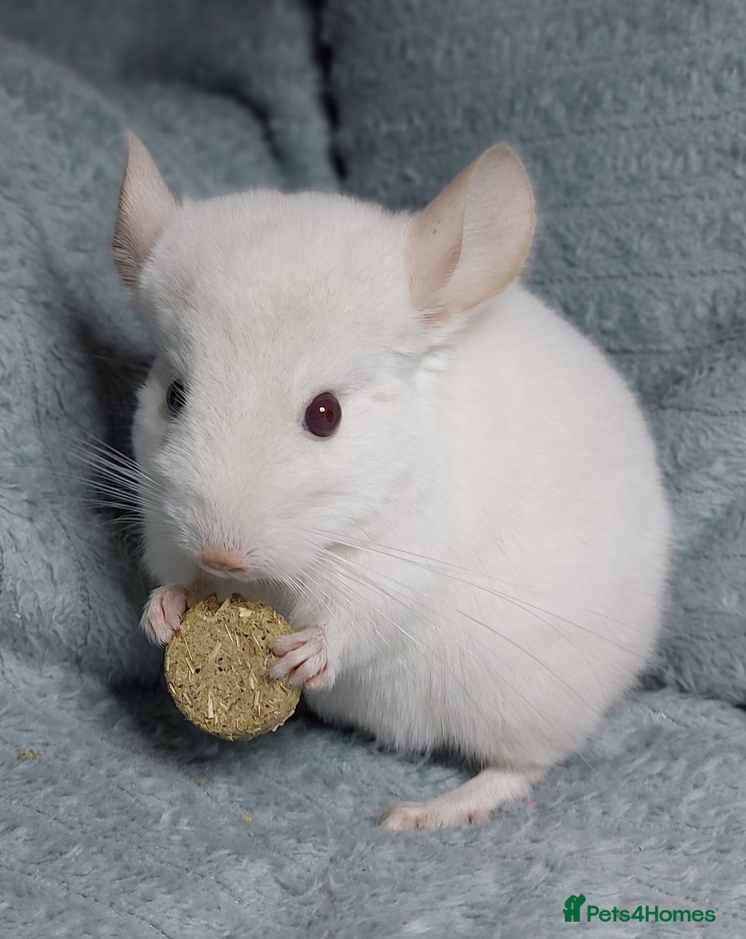 Chinchilla rodents for sale: Chinchilla babies. Ready to go in 2 weeks. - Advert 9