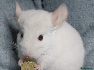 Chinchilla rodents Chinchilla babies. - Advert 12