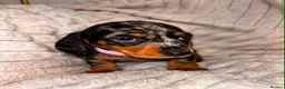 Miniature Dachshund dogs for sale: Miniature smooth coated Dacshund’s  - Advert 21