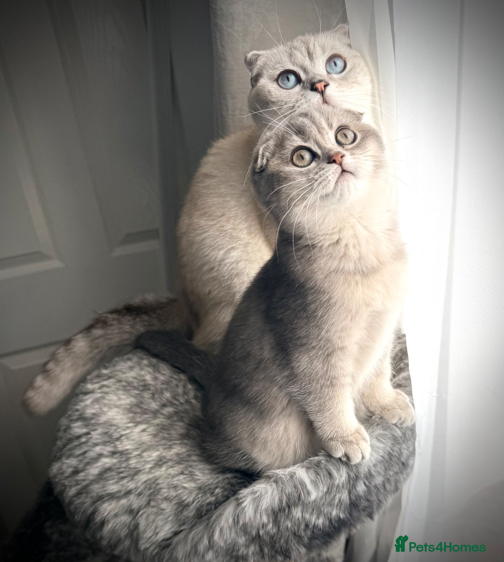 Scottish Fold cats 😻Last Stunning Scottish fold girl❤️😍😻 - Advert 7