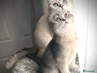 Scottish Fold cats 😻Last Stunning Scottish fold girl❤️😍😻 - Advert 7