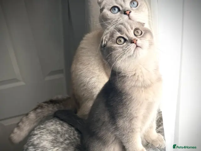 Scottish Fold cats 😻Last Stunning Scottish fold girl❤️😍😻 - Advert 15