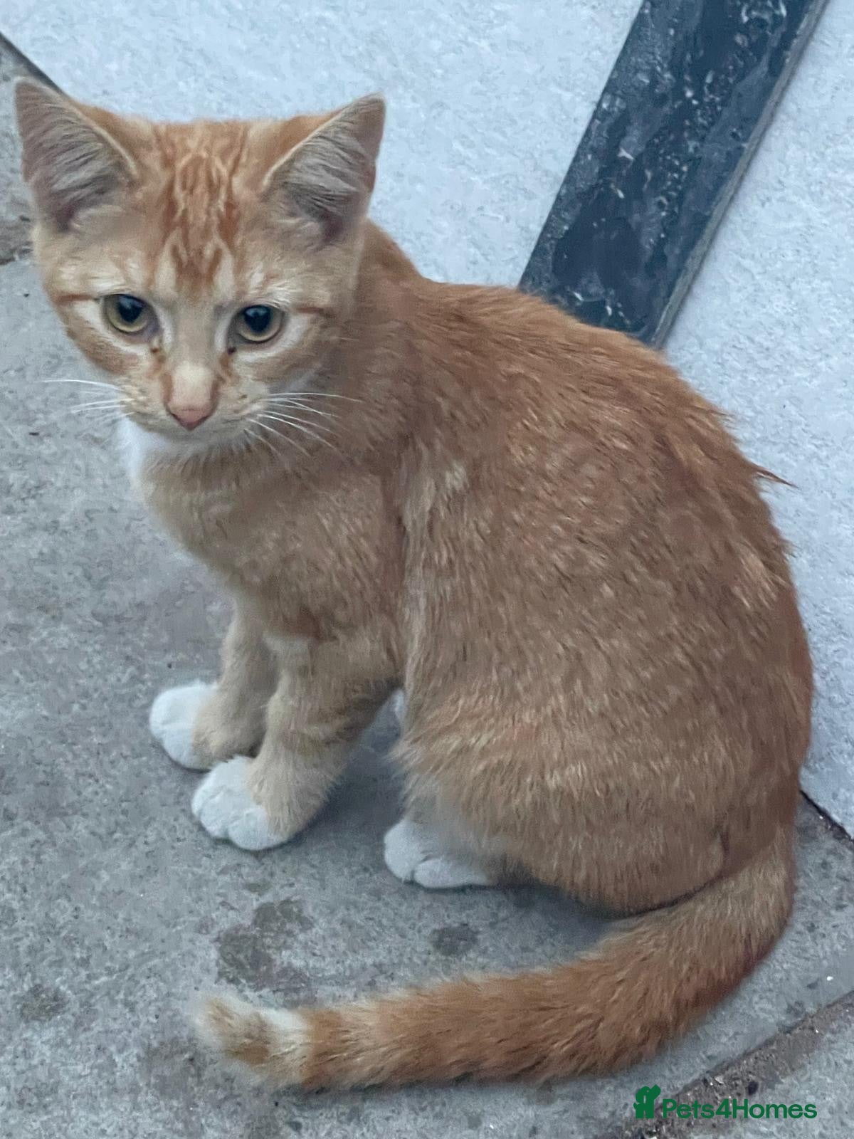 Mixed Breed cats KITTENS FOR SALE - Advert 2