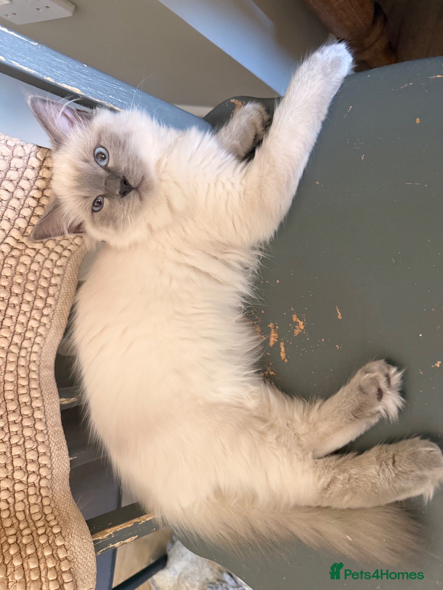 Ragdoll cats Beautiful ragdoll babies! 😻😻😻 - Advert 1