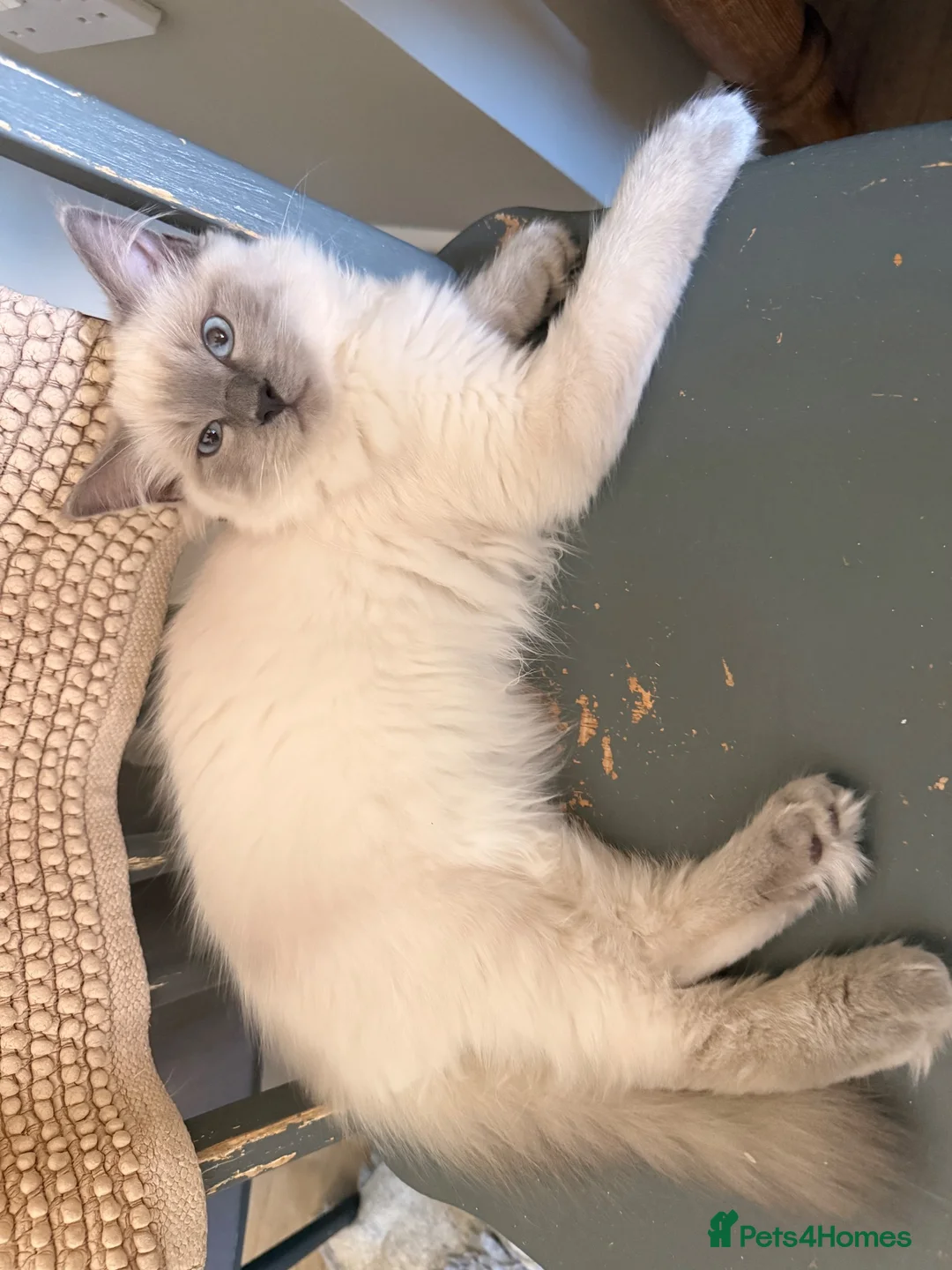 Ragdoll cats for sale: Beautiful ragdoll babies! 😻😻😻 - Advert 1