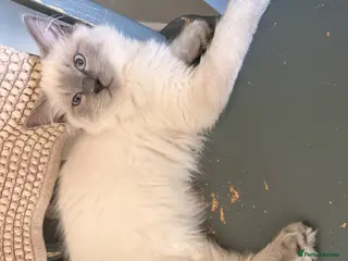 Ragdoll cats Beautiful ragdoll babies! 😻😻😻 - Advert 1