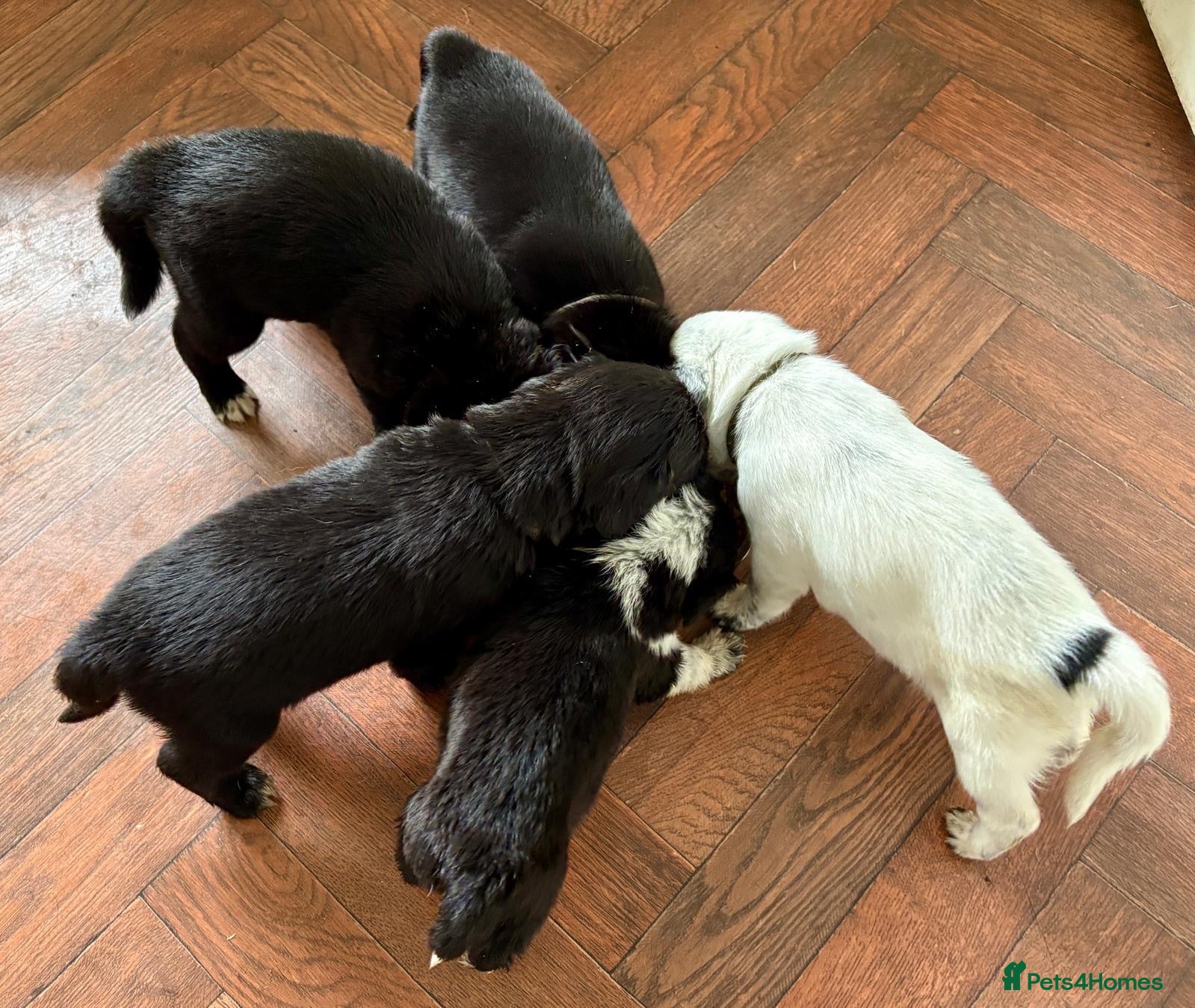 Mixed Breed dogs 🐾🐶9 stunning Cocker collies🐶🐾 - Advert 2