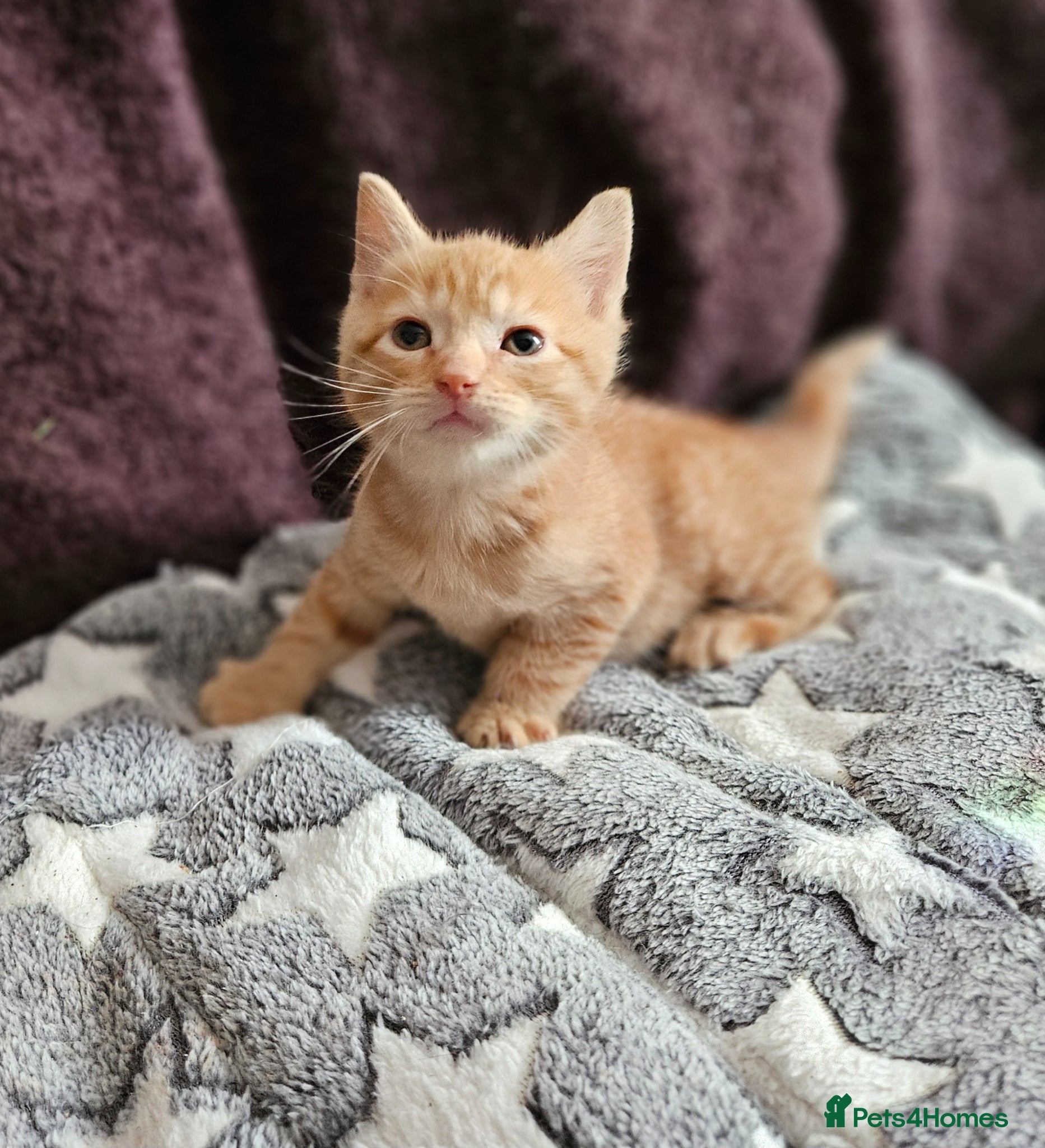 Mixed Breed cats Persain X Domestic - Scottish fold  - Advert 11