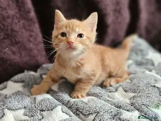 Mixed Breed cats Persain X Domestic - Scottish fold - Advert 11