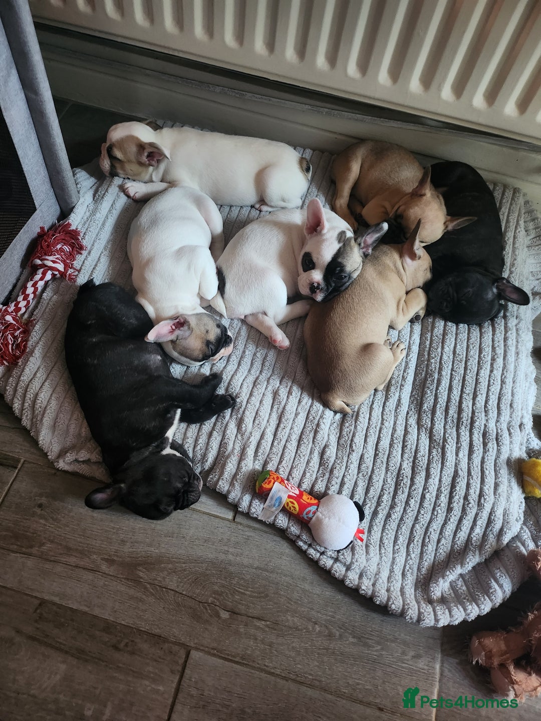French Bulldog dogs for sale: 6 French bulldog pups  - Image 9