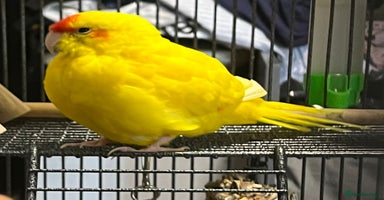 Parakeets birds - Advert 10