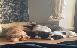 English Springer Spaniel dogs for sale: last baby looking for his forever home🥺😍 - Advert 4