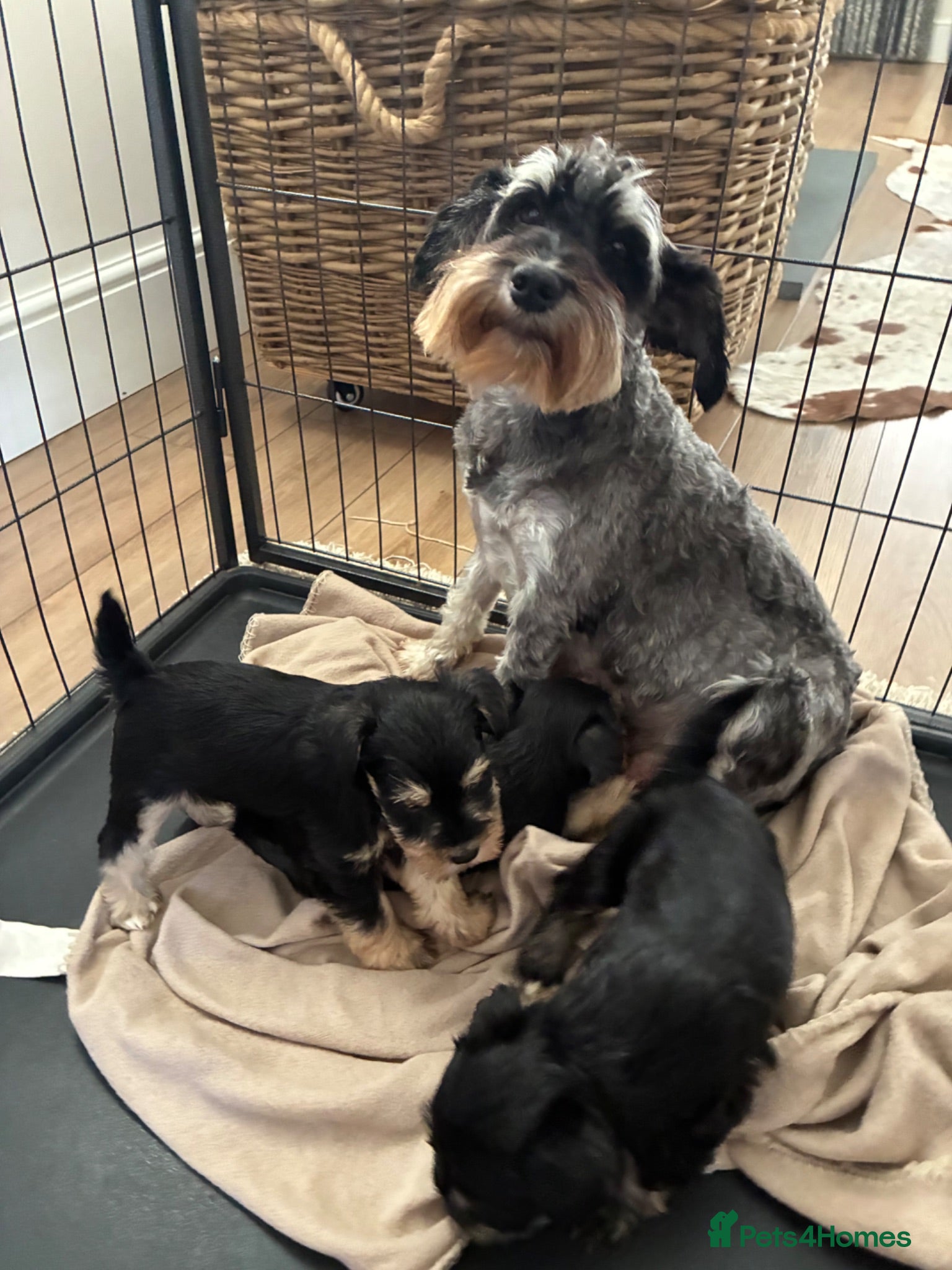 Miniature Schnauzer dogs Stunning health tested miniature schnauzer puppies - Advert 2