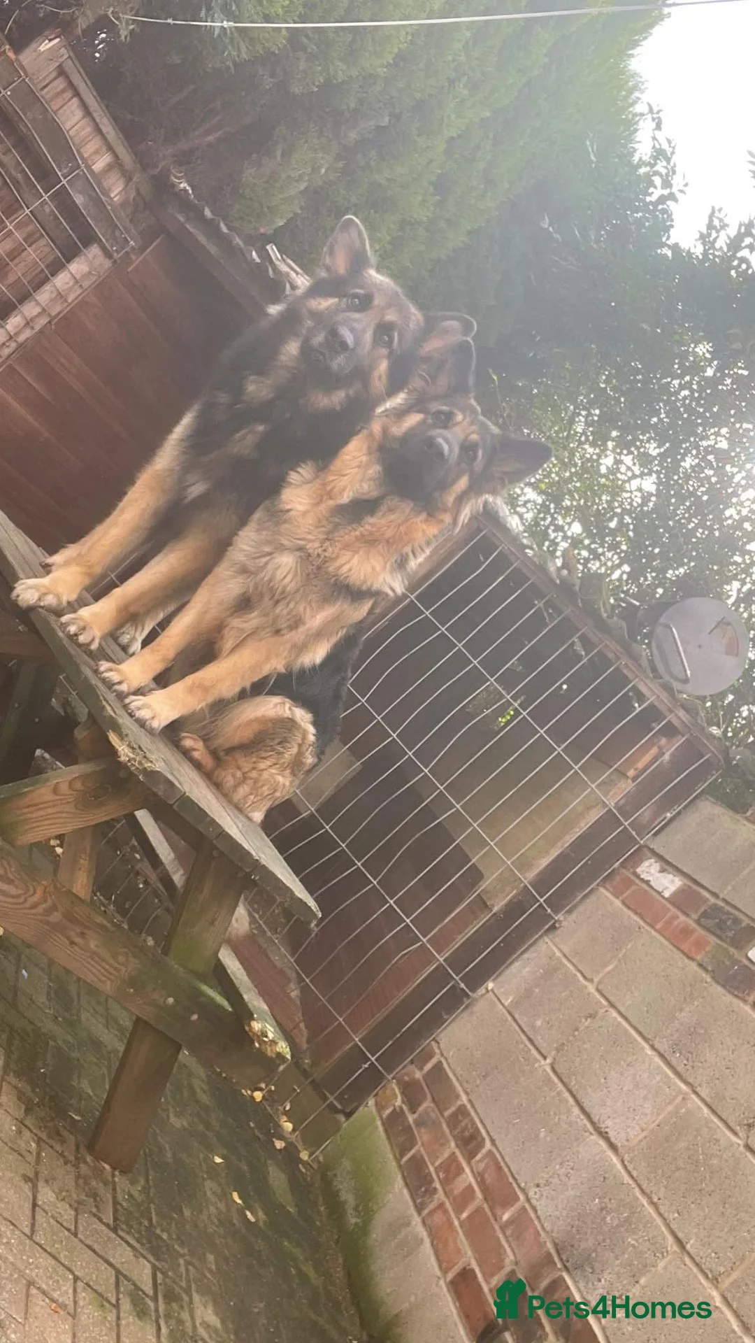 German Shepherd dogs for sale: Longhaired german shepherd puppy - Advert 6