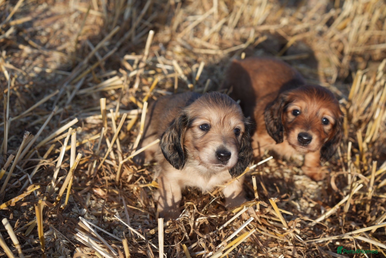 Miniature Dachshund dogs From IVDD Screened parents shadedcream mini longs  - Advert 2